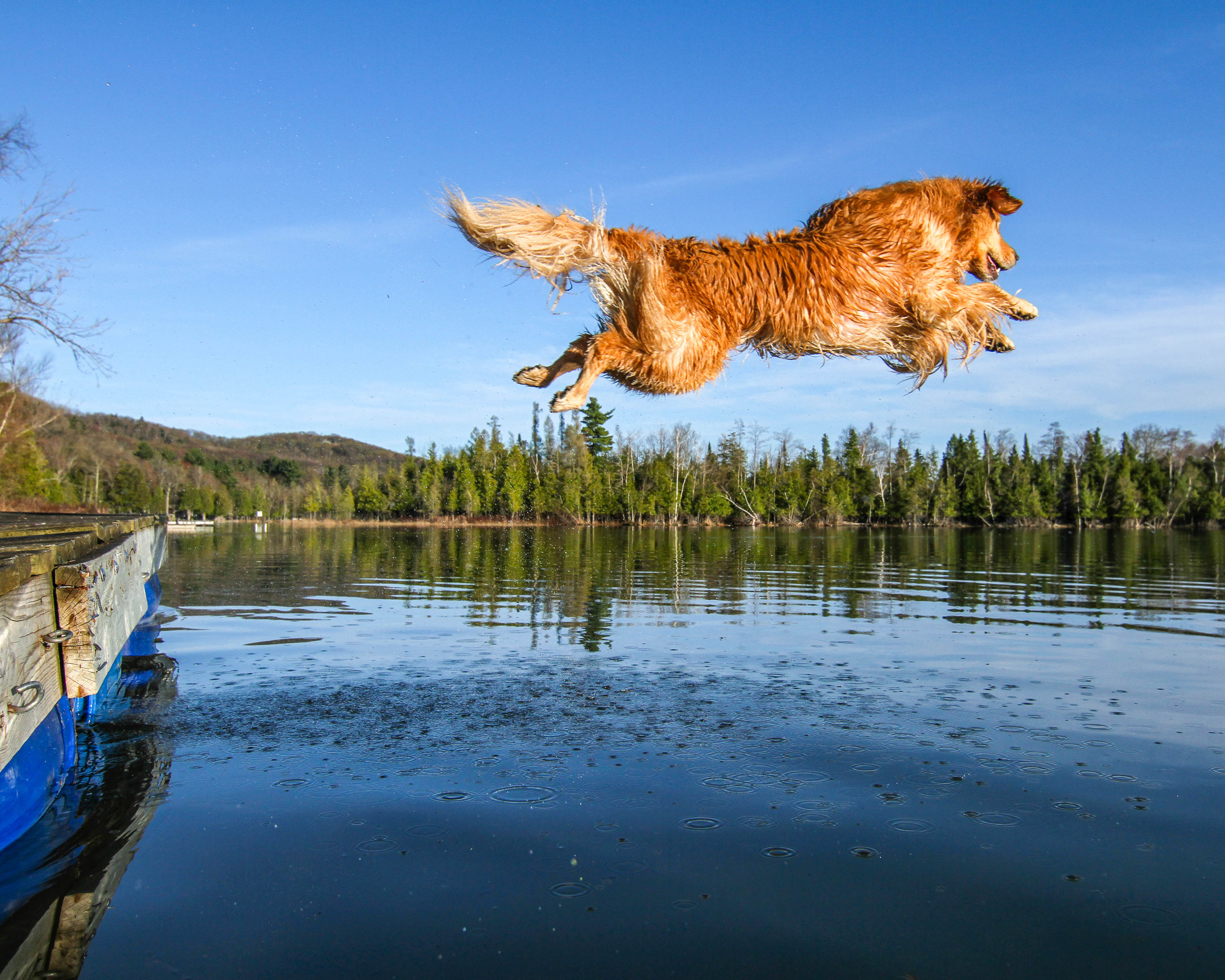 Fisher jumping in lake